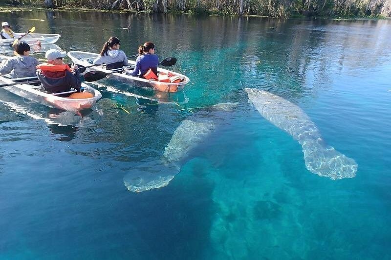 Clear Kayak or Paddleboard Manatee Adventure
